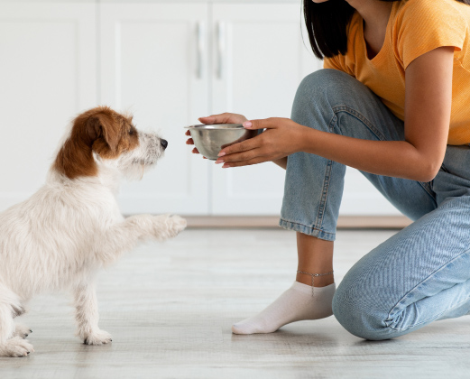 Perro disfrutando de una alimentación natural