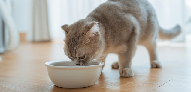 Alimento BARF para gatos
