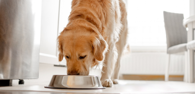 Alimento BARF para perros